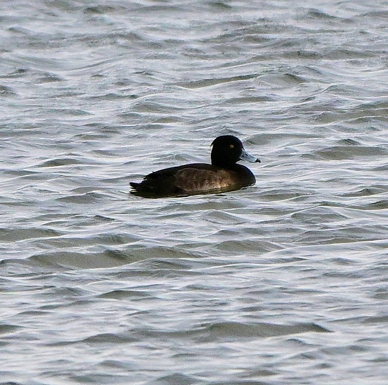 Хохлатая чернеть - ML646706101