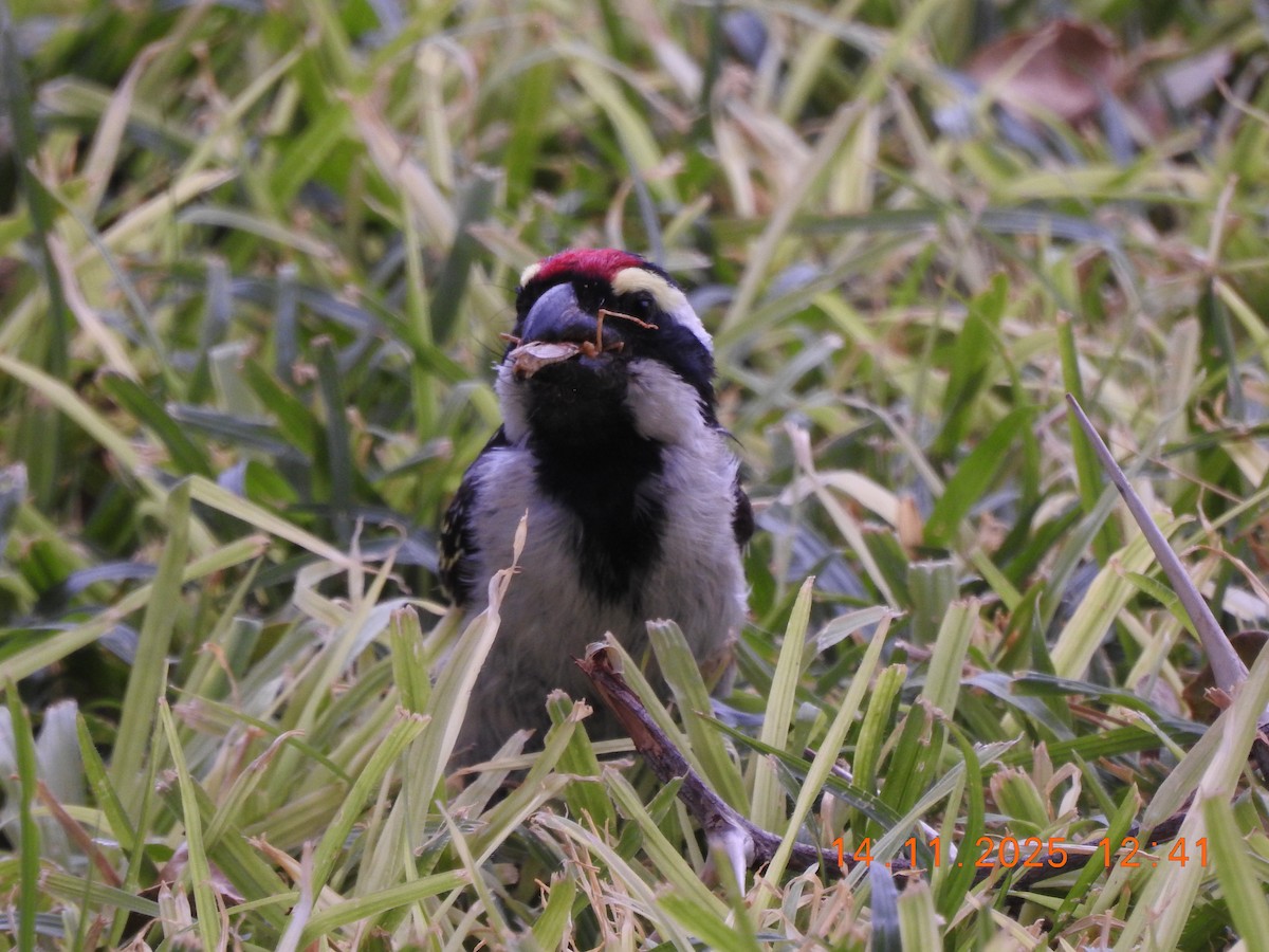 Pied Barbet - ML646706102