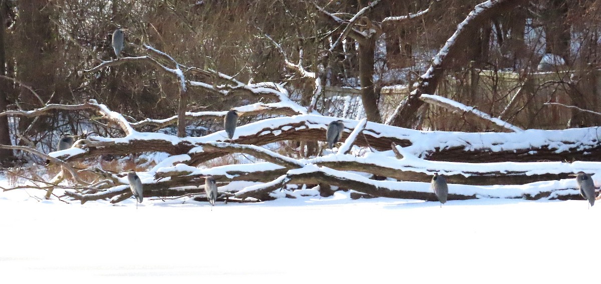 Great Blue Heron - ML646706103