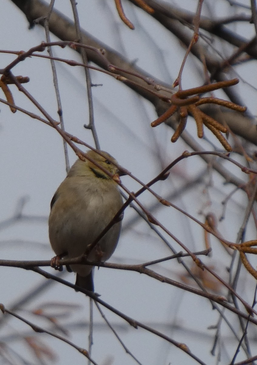 American Goldfinch - ML646706104