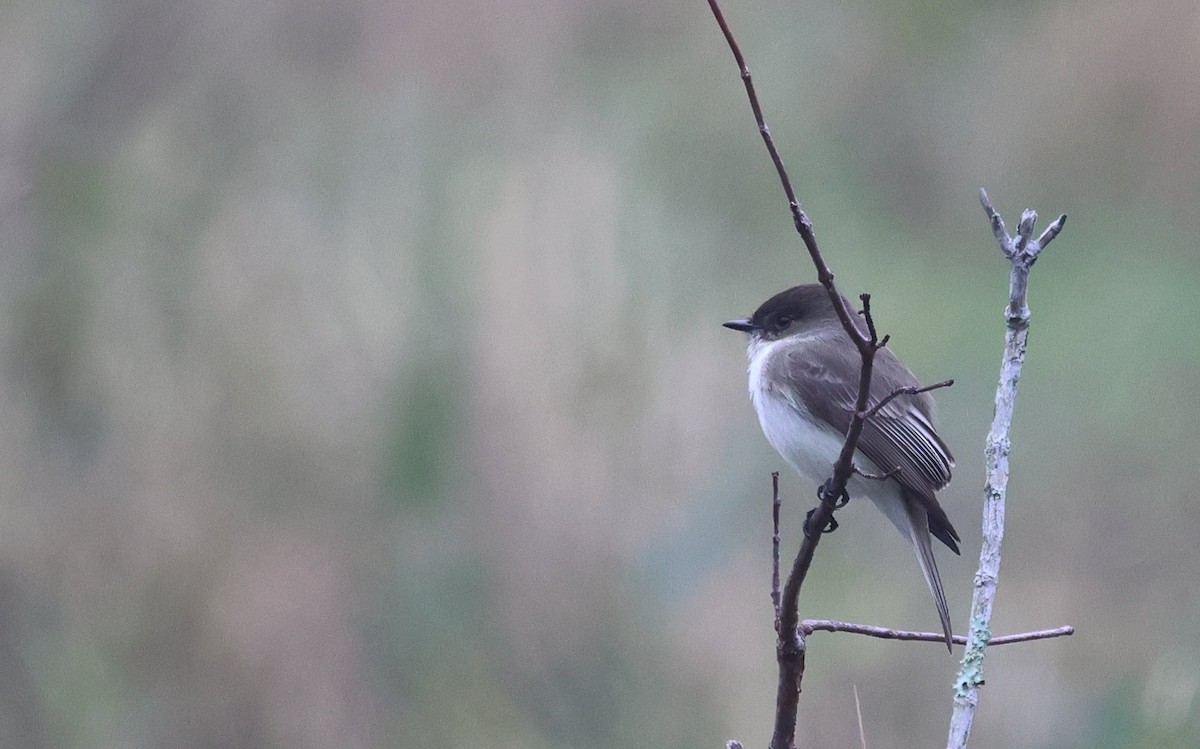 gråfibi - ML646706105