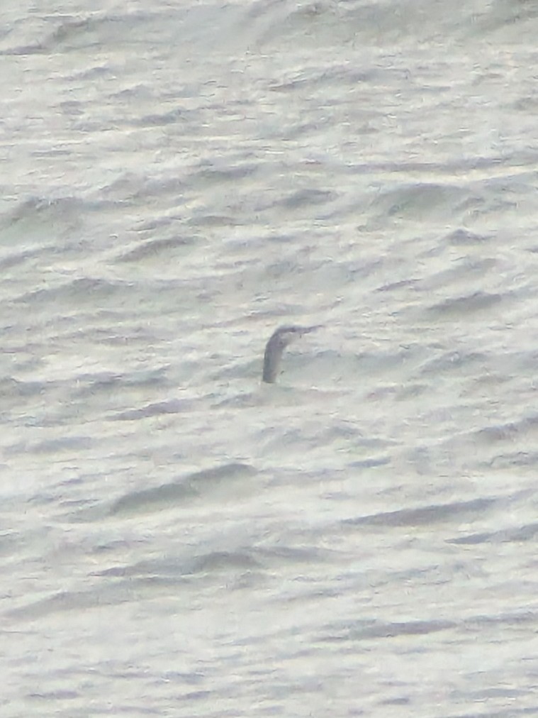 Red-throated Loon - ML646706106