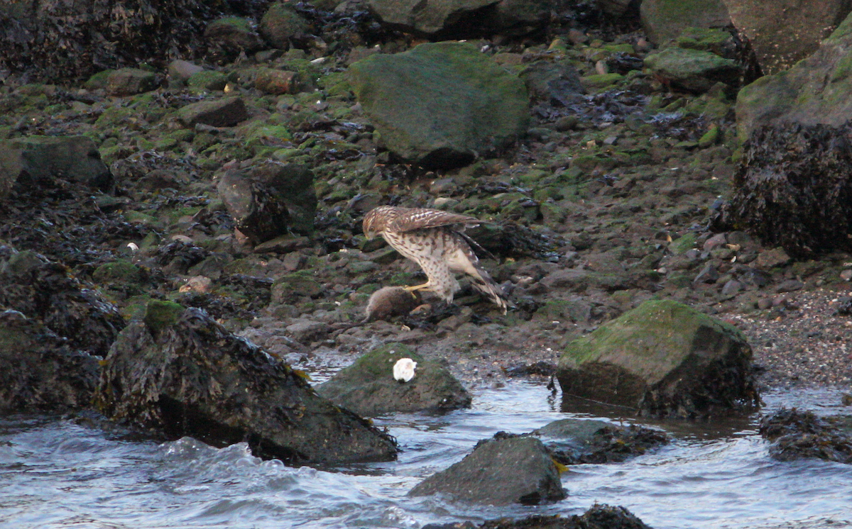 Gavilán de Cooper - ML646706108