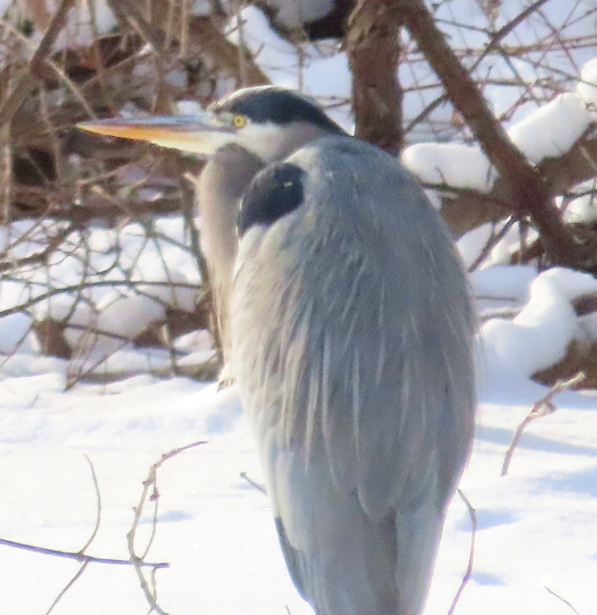 Great Blue Heron - ML646706110