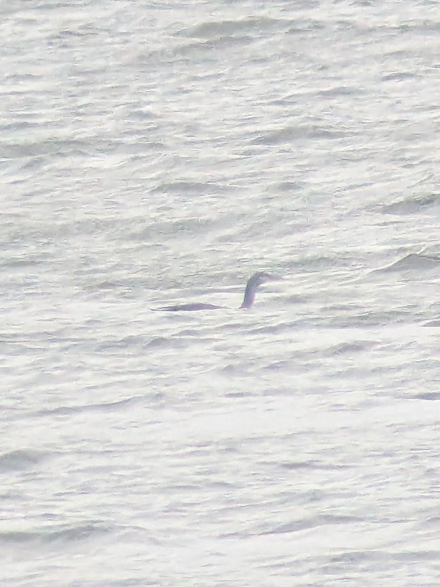 Red-throated Loon - ML646706111