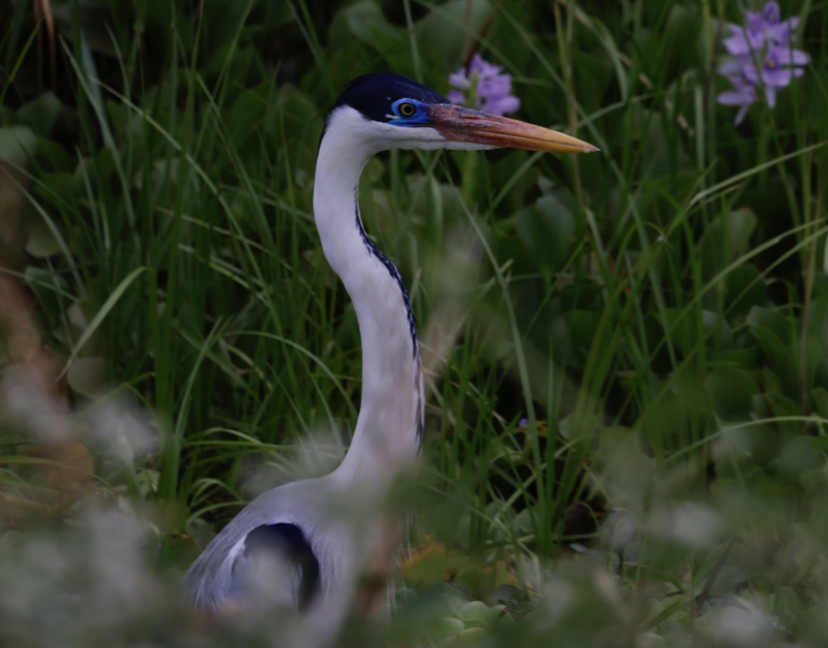 Cocoi Heron - ML646706112