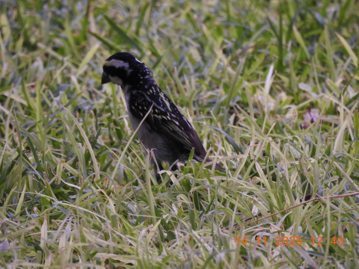 Pied Barbet - ML646706114