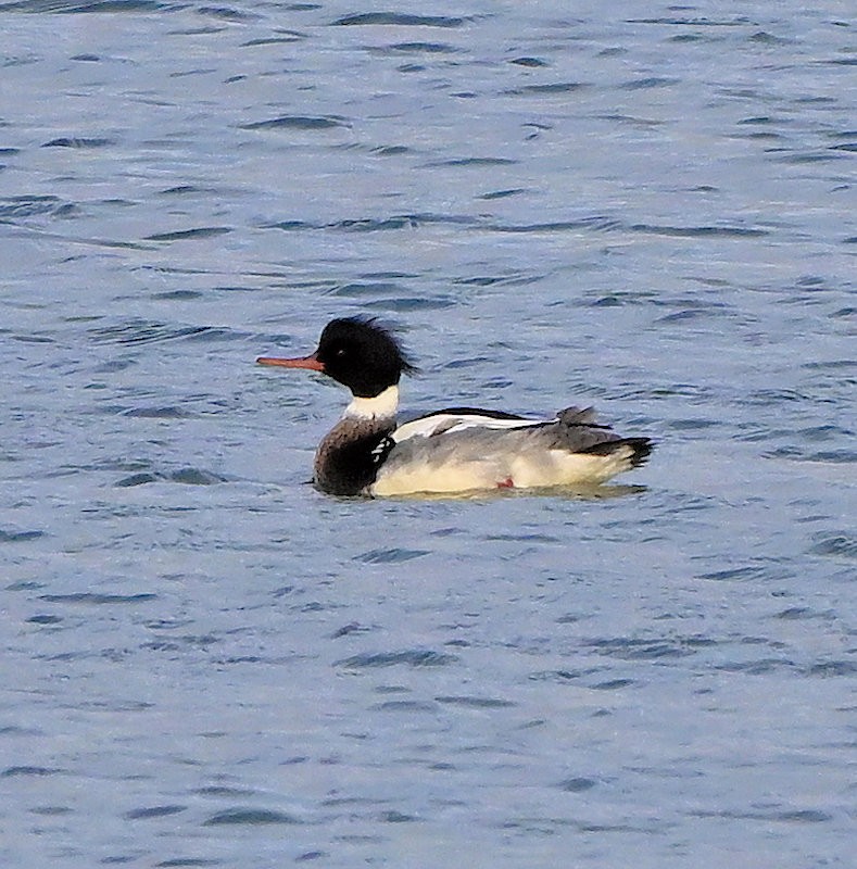 Serreta Mediana - ML646706115