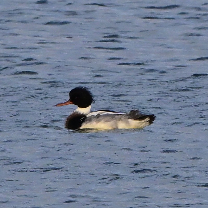 Serreta Mediana - ML646706116