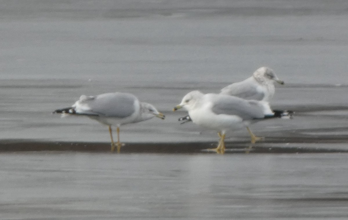 Ring-billed Gull - ML646706119