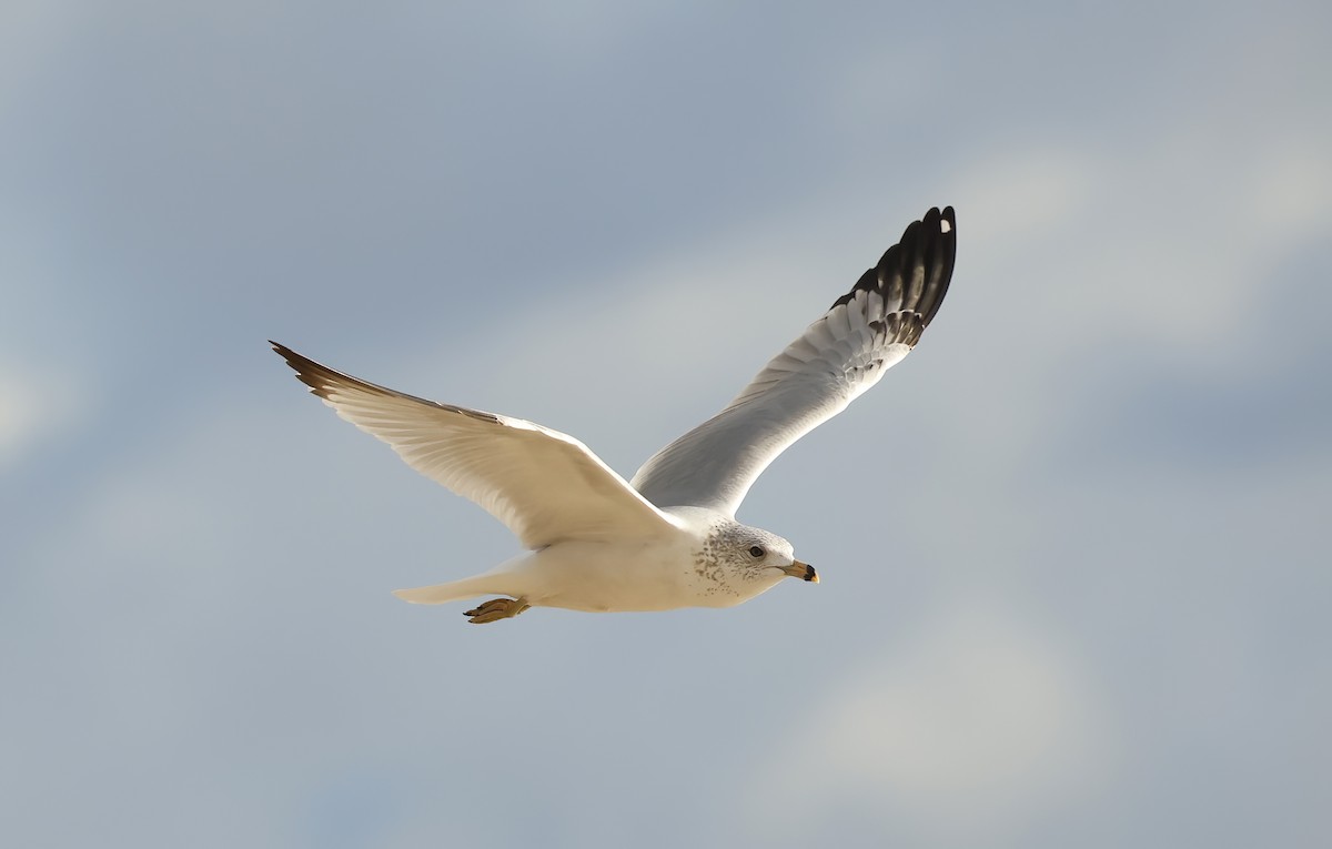 Ring-billed Gull - ML646706120