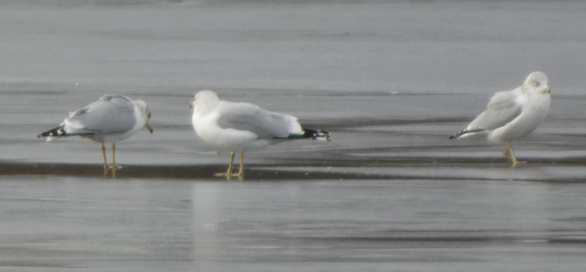 Ring-billed Gull - ML646706121