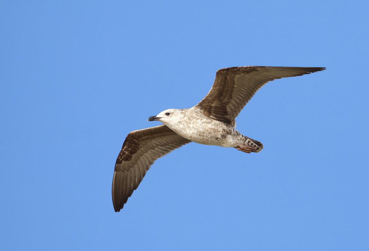 Lesser Black-backed Gull - ML646706123