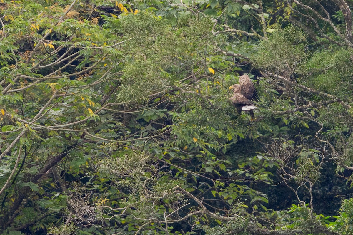 Itsas arrano buztanzuria - ML646706125