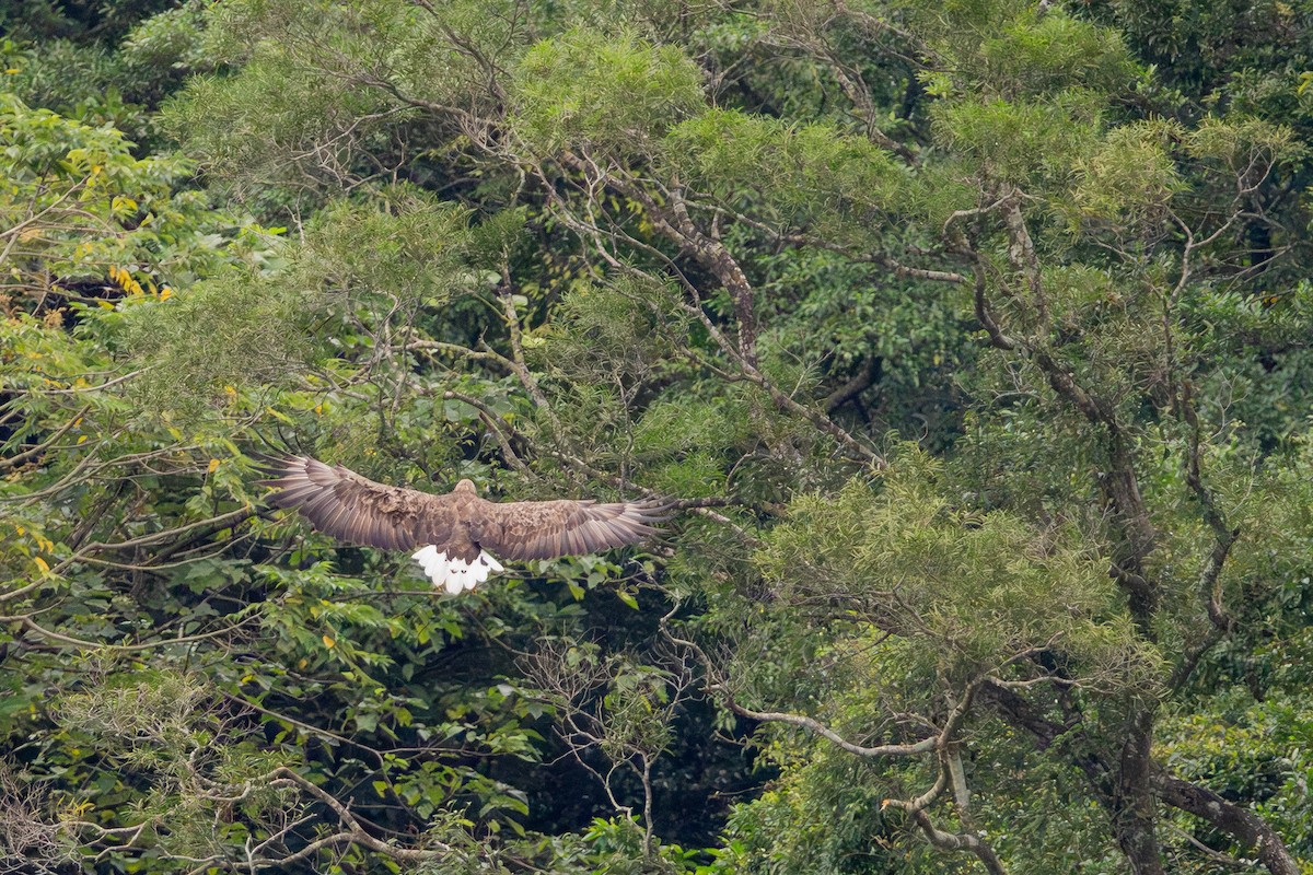 Itsas arrano buztanzuria - ML646706126