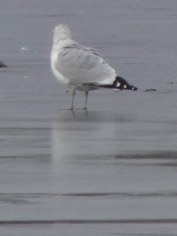 Ring-billed Gull - ML646706127