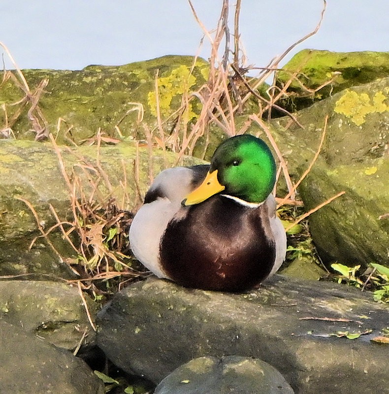 Кряква - ML646706128