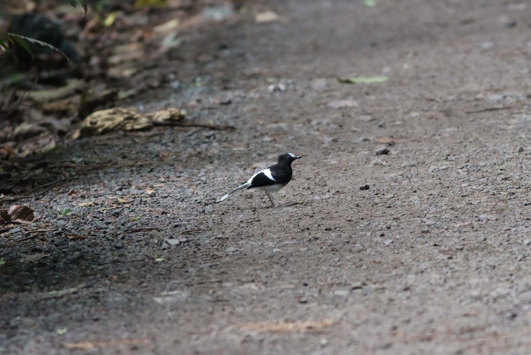 White-crowned Forktail - ML646706130