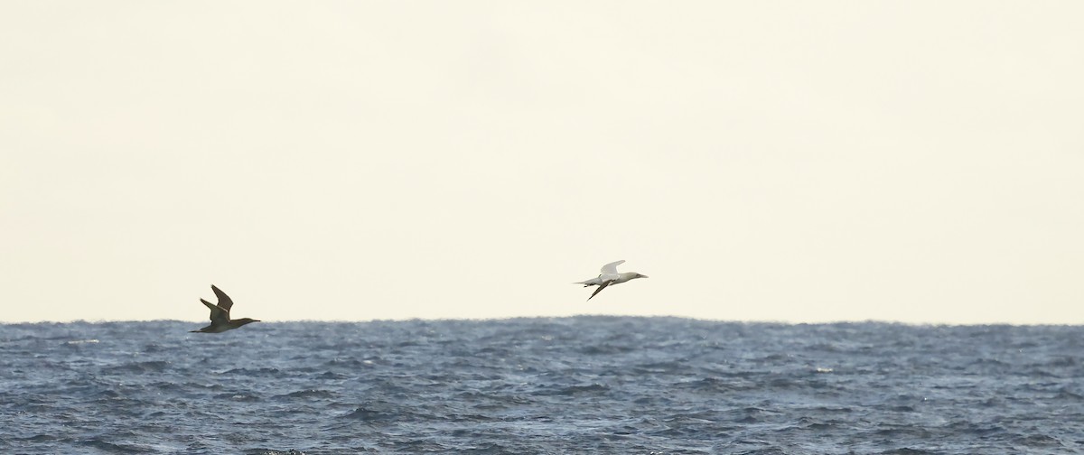 Northern Gannet - ML646706131