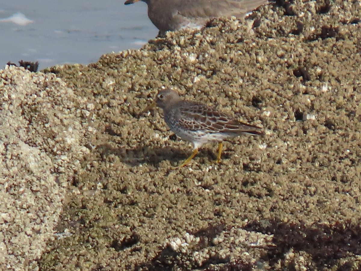 Rock Sandpiper - ML646706135