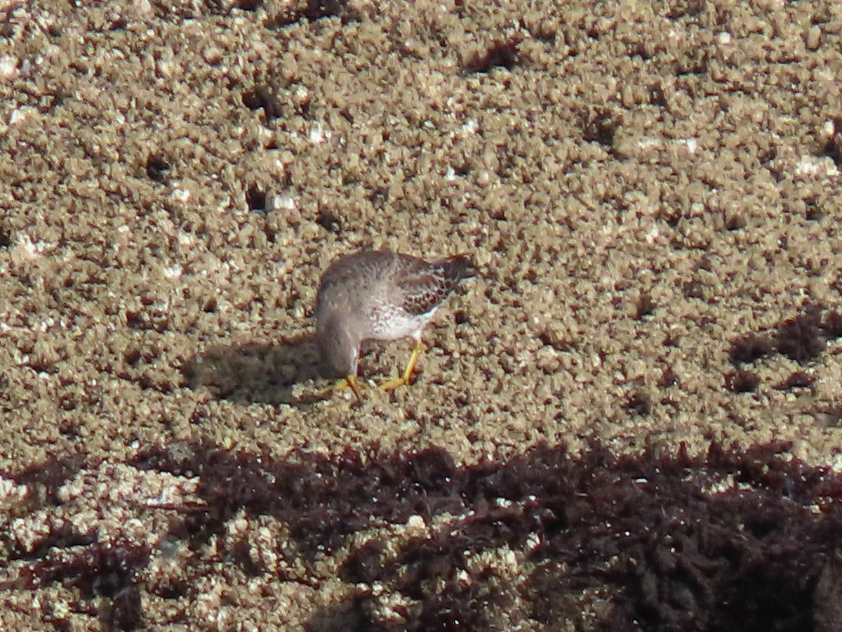 Rock Sandpiper - ML646706136