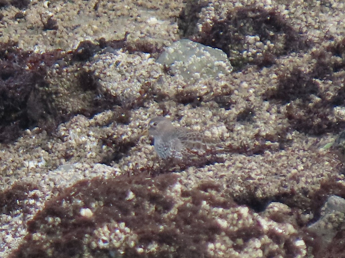 Rock Sandpiper - ML646706137