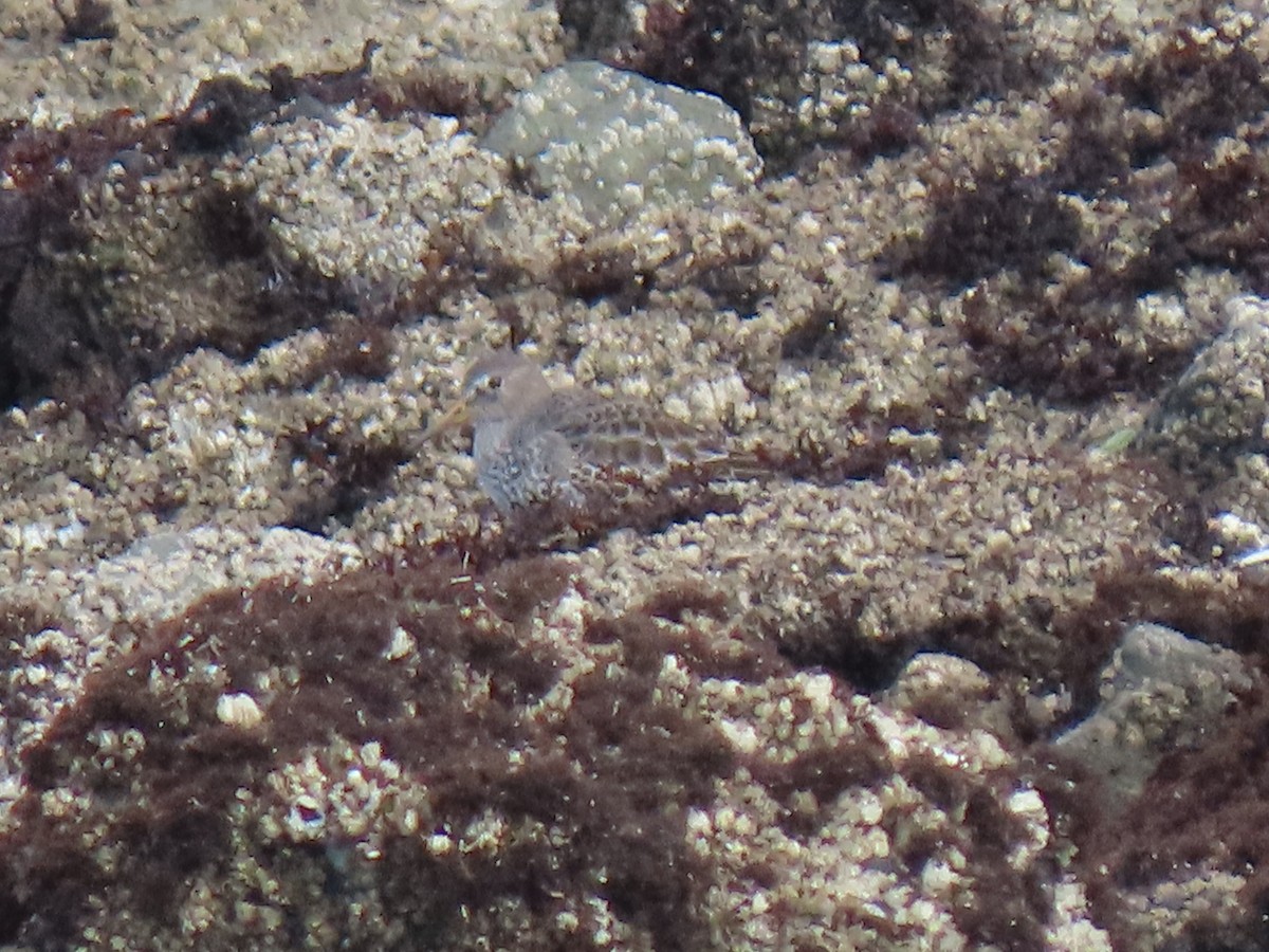 Rock Sandpiper - ML646706138