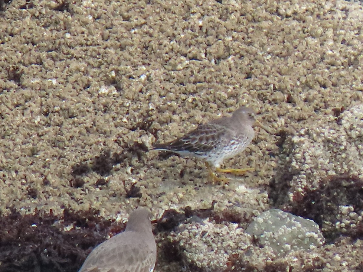 Rock Sandpiper - ML646706139