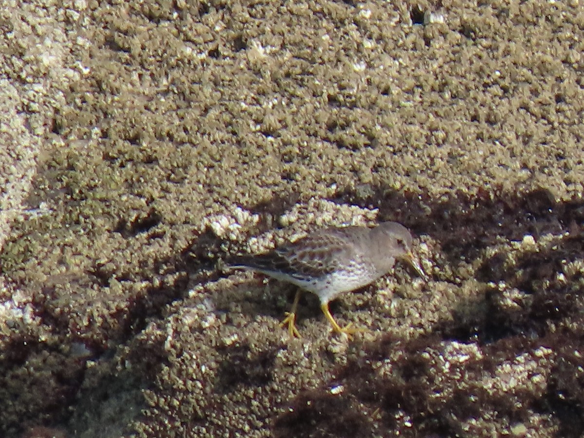 Rock Sandpiper - ML646706140