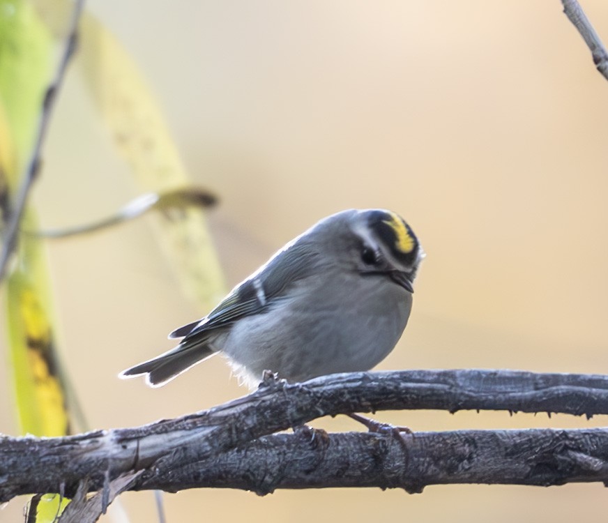 Golden-crowned Kinglet - ML646706141