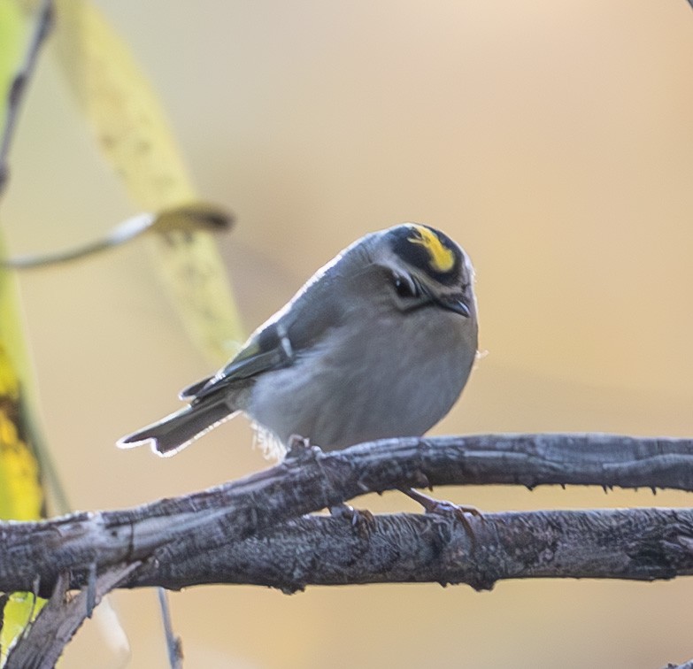 Golden-crowned Kinglet - ML646706142