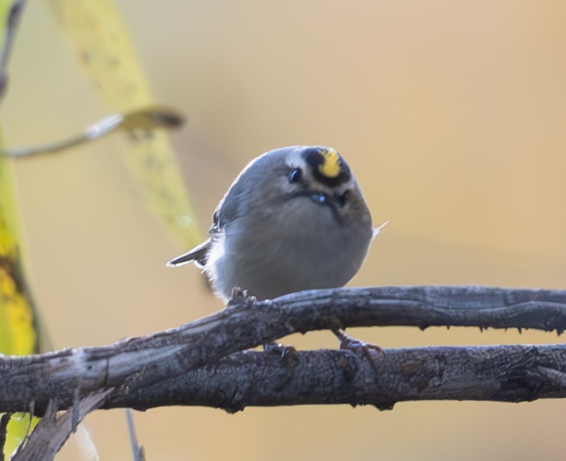 Golden-crowned Kinglet - ML646706143