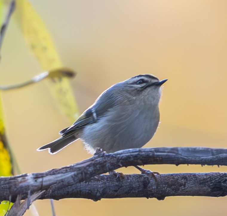 Golden-crowned Kinglet - ML646706144