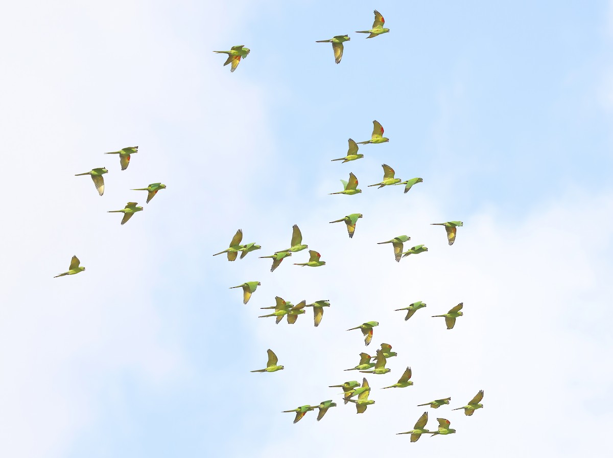 White-eyed Parakeet - ML646706145