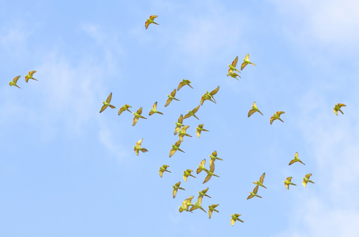 White-eyed Parakeet - ML646706146