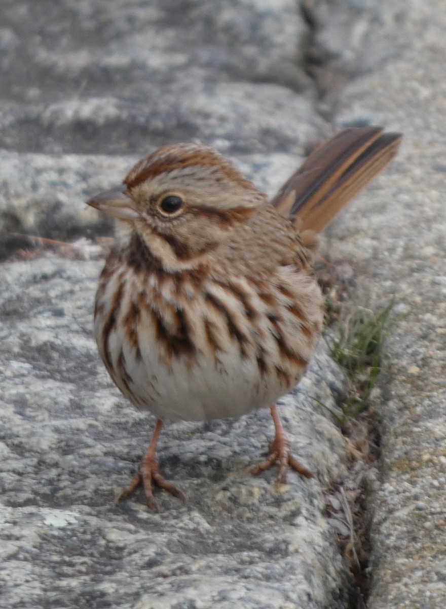 Song Sparrow - ML646706147