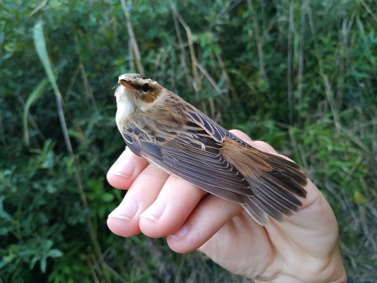 Sedge Warbler - ML646706148