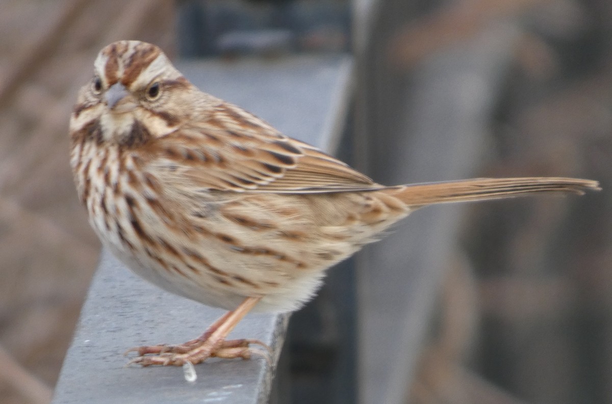 Song Sparrow - ML646706150