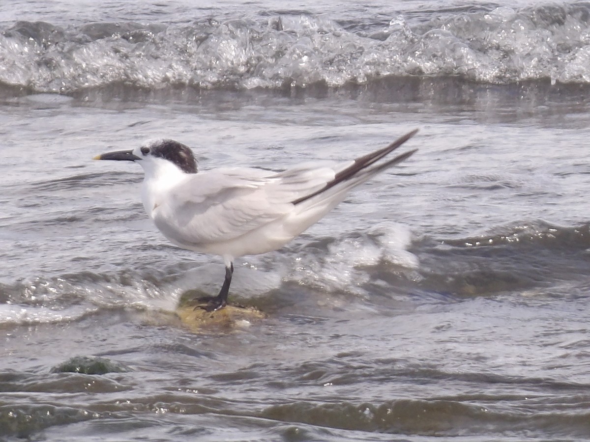 Sandwich Tern - ML646706151