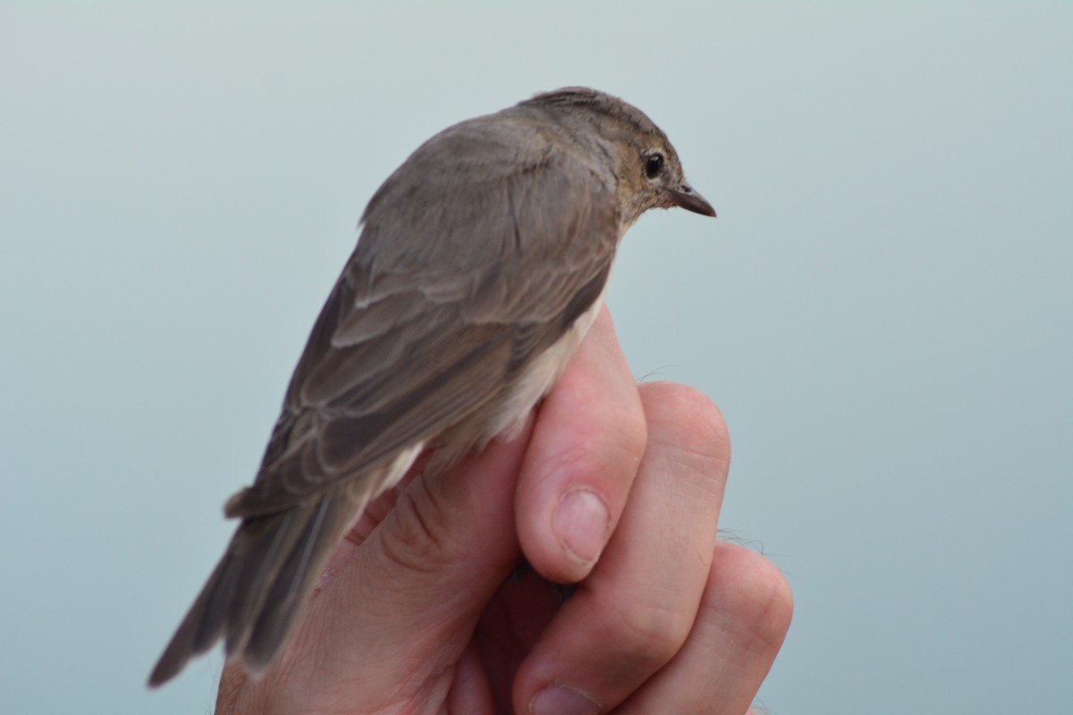 Garden Warbler - ML646706155