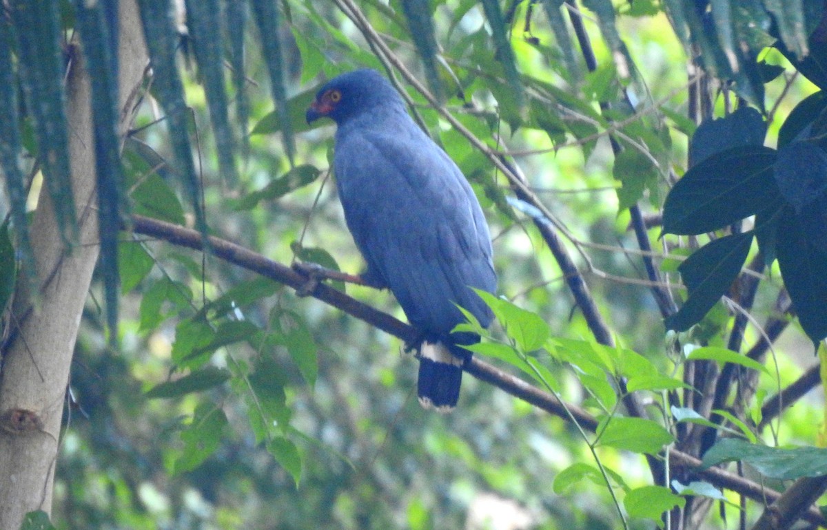 Slate-colored Hawk - ML646706157