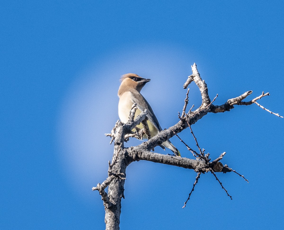 Cedar Waxwing - ML646706158