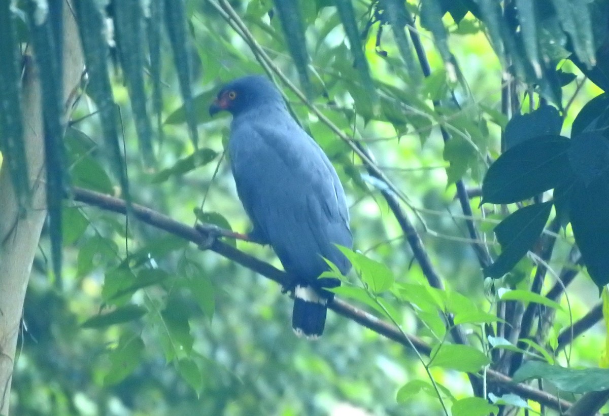 Slate-colored Hawk - ML646706159