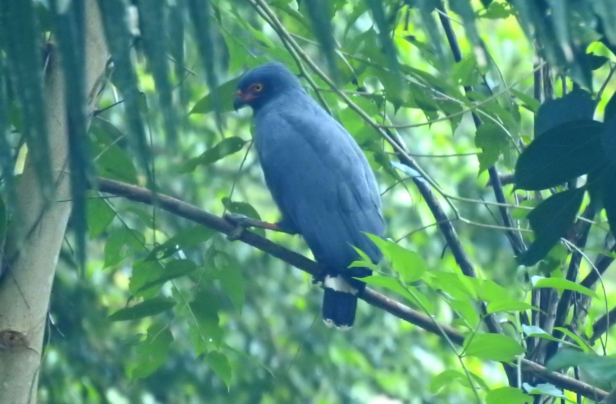 Slate-colored Hawk - ML646706160