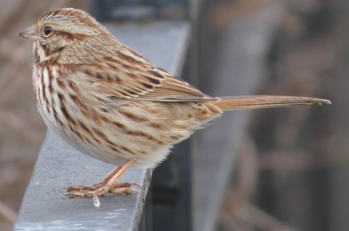 Song Sparrow - ML646706161