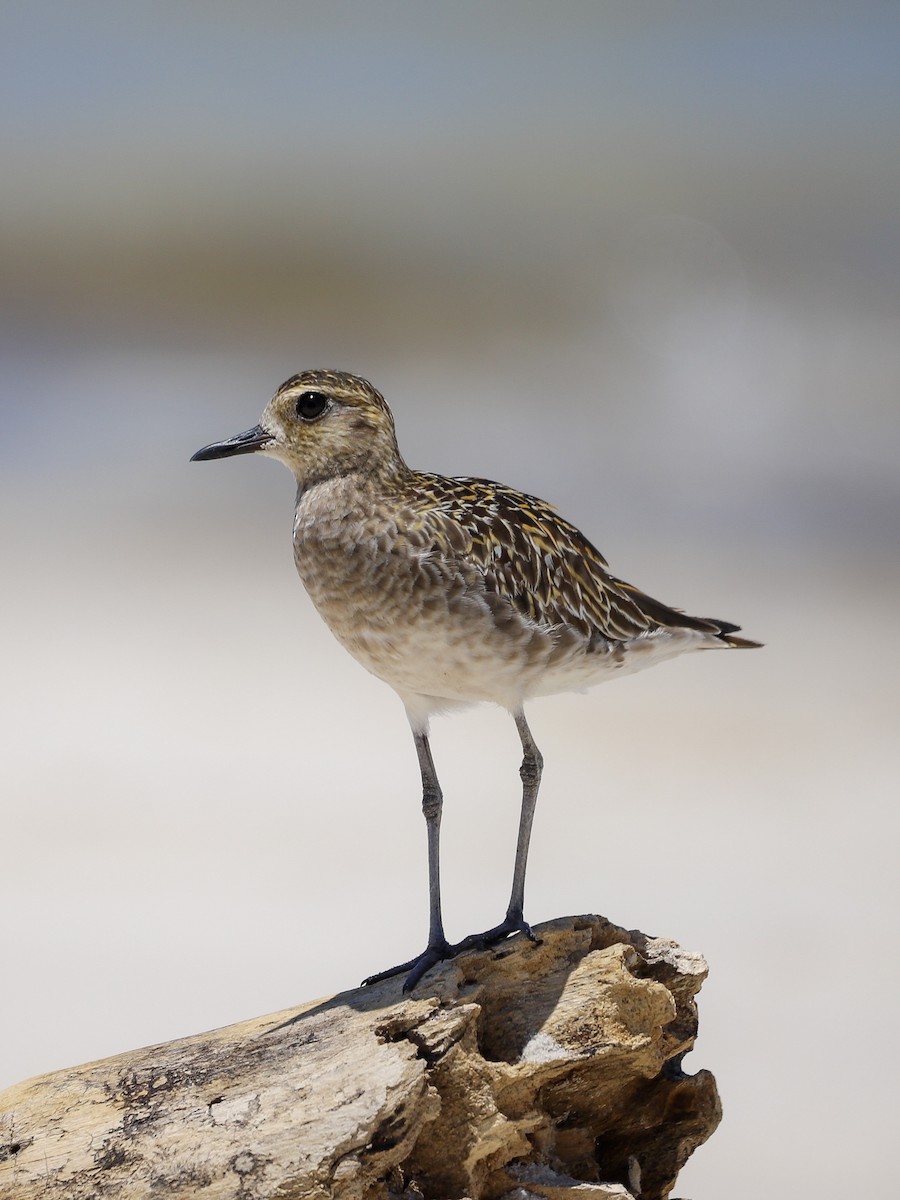 Pacific Golden-Plover - ML646706165