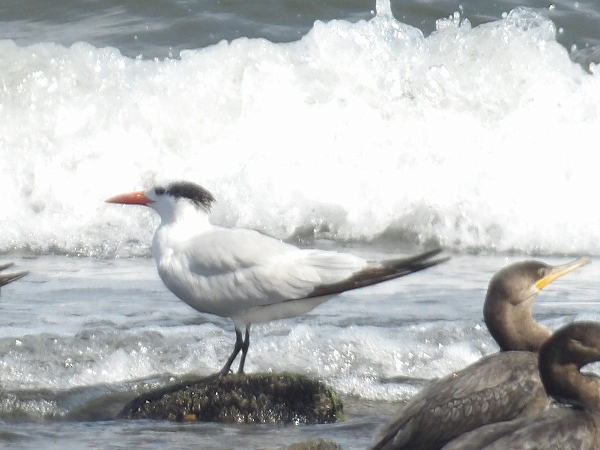 Royal Tern - ML646706169