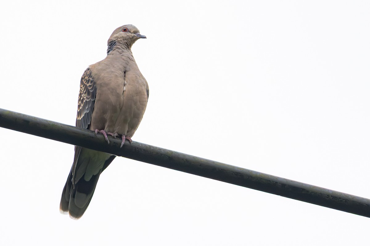 Oriental Turtle-Dove - ML646706170