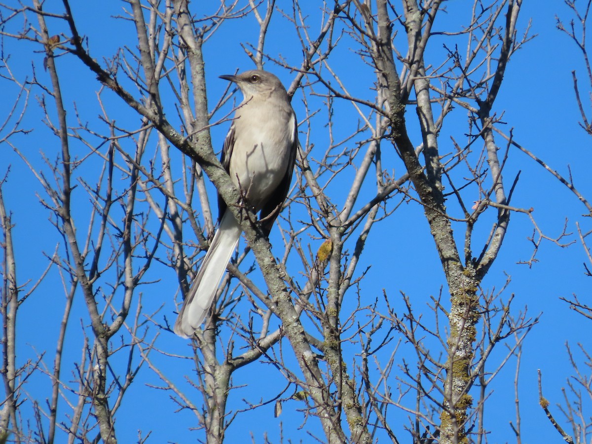 Northern Mockingbird - ML646706171