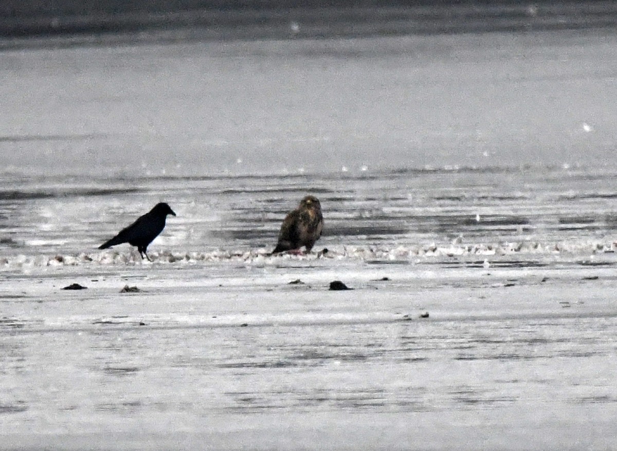 Common Buzzard (Western) - ML646706172
